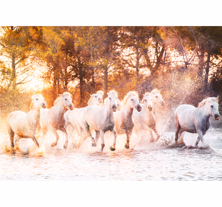 Majestic horses running fototapete z živalmi - TenStickers