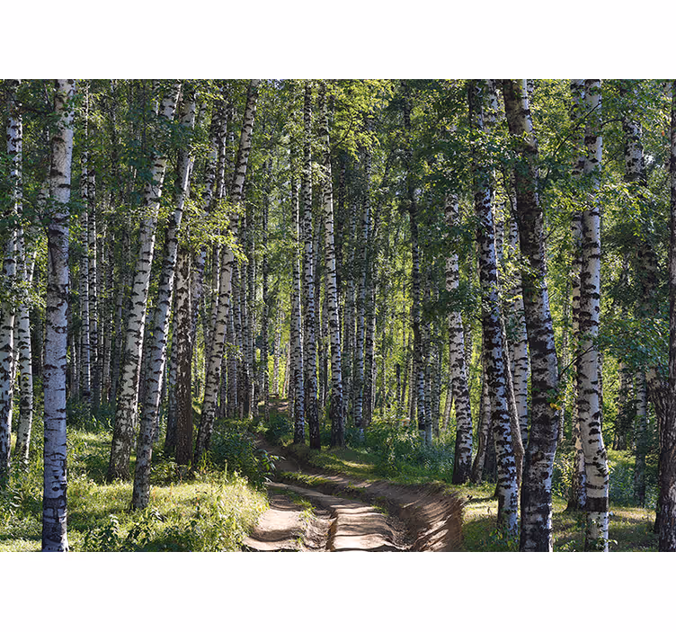Serene birch forest fototapete narava - TenStickers