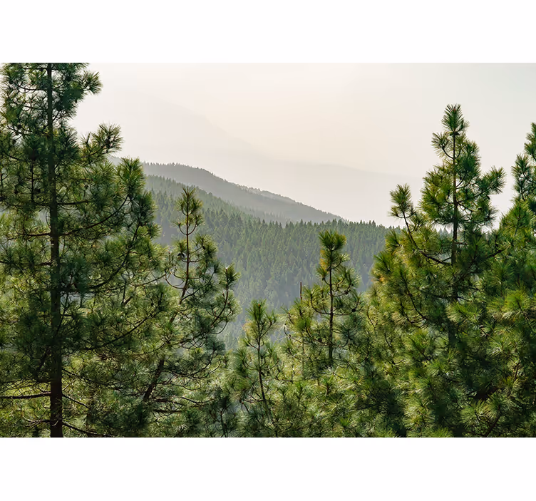 Lush greenery landscape fototapete narava - TenStickers