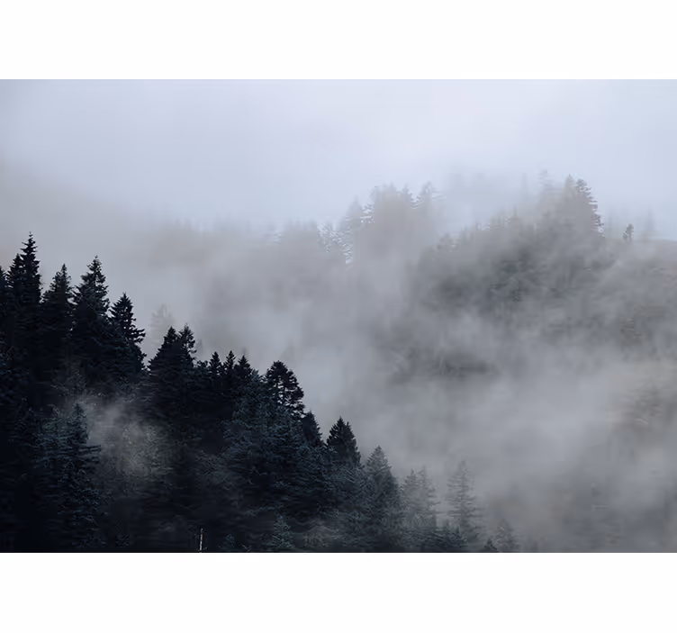Meglena vlažna pokrajina Fototapeta Gozd - TenStickers