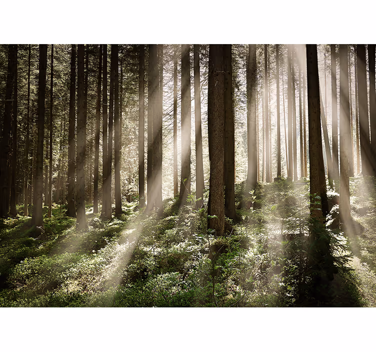 Luminous forest rays fototapeta gozd - TenStickers