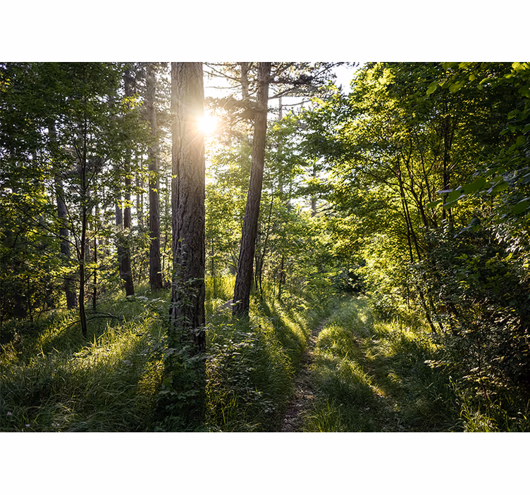Luminous forest path fototapete narava - TenStickers