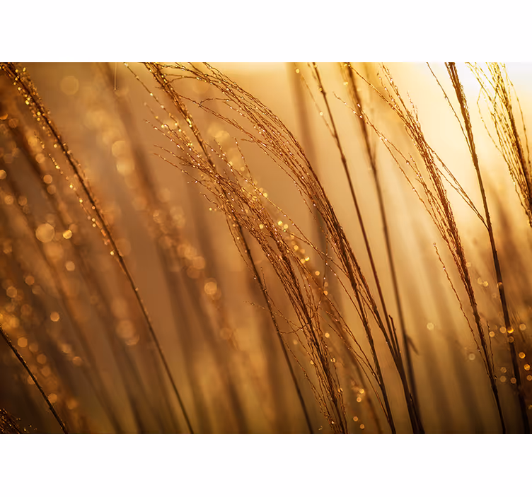 Stenska poslikava tople barve pampasgrass nature - TenStickers