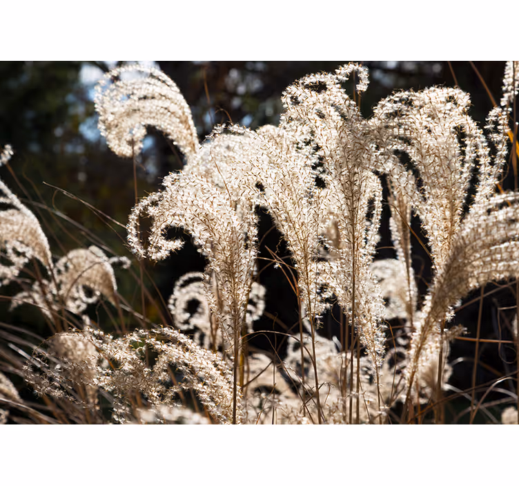 Elegant pampas grass fototapete z rožami - TenStickers