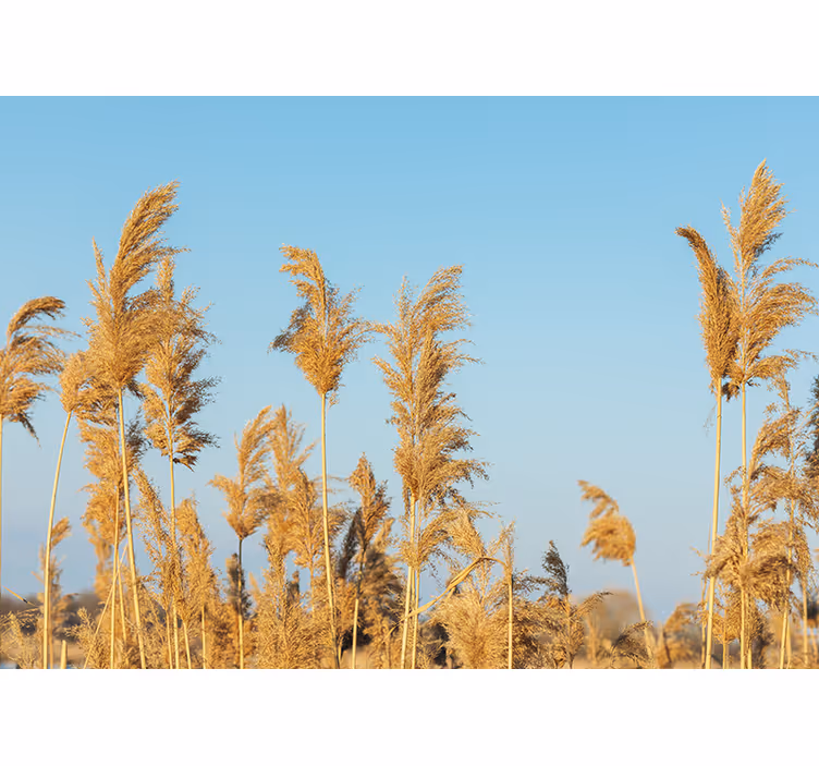 Golden grass plains fototapete narava - TenStickers
