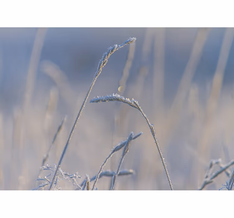 Frosty grass tips fototapete narava - TenStickers