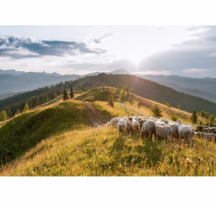 Sheep on hillside stenske poslikave - TenStickers