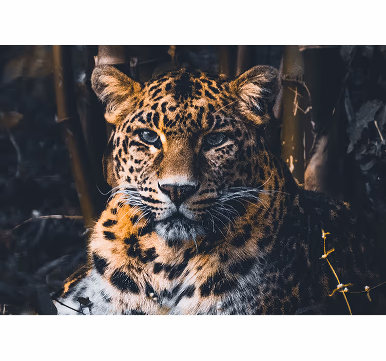 Majestic leopard portrait fototapete z živalmi - TenStickers