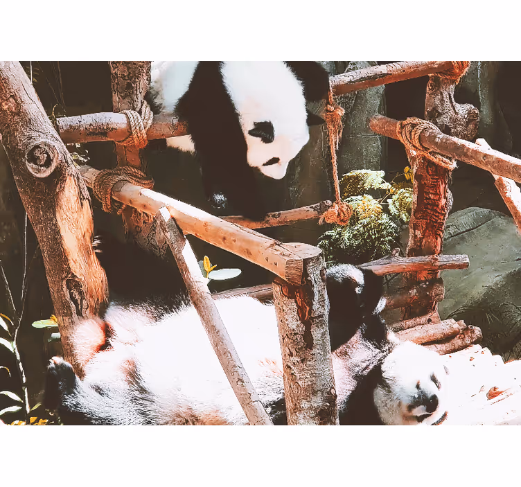 Panda playtime scene fototapete z živalmi - TenStickers
