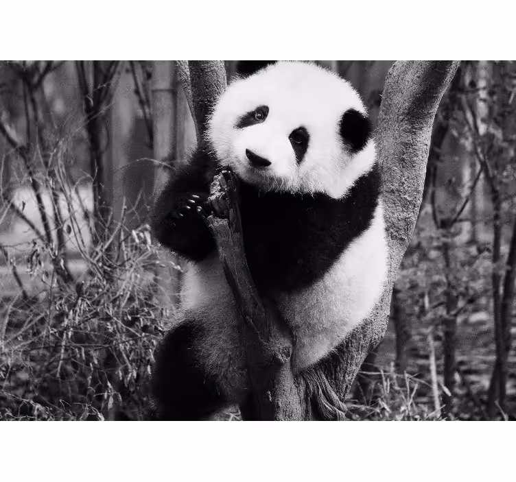 Panda na drevesu fototapete z živalmi - TenStickers