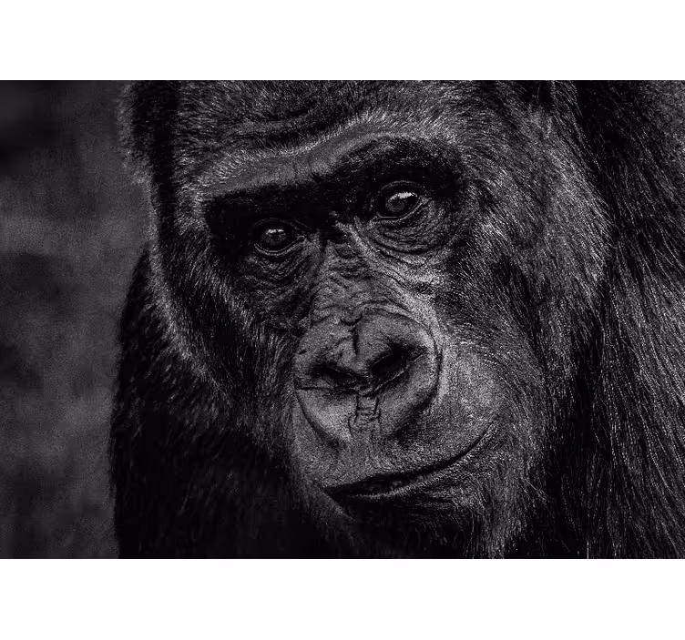 Gorilla close-up fototapete z živalmi - TenStickers