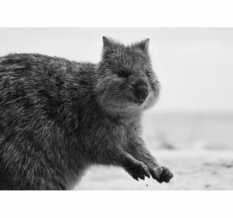 Close-up wombat expression fototapete z živalmi - TenStickers