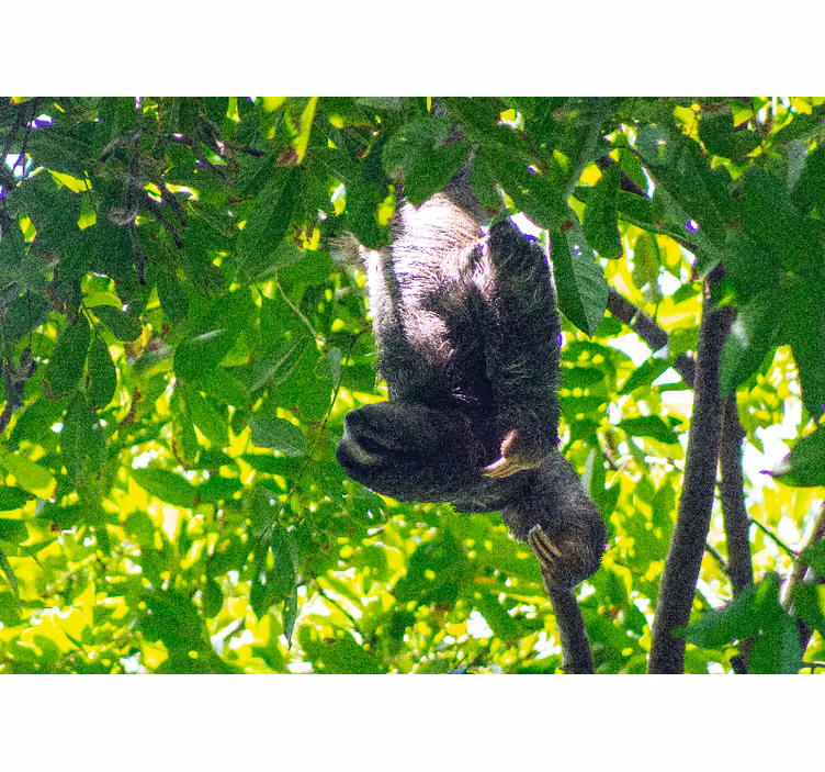 Sloth hanging greenery fototapete z živalmi - TenStickers