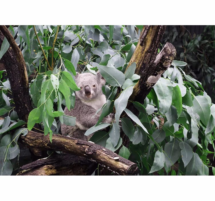 Koala in leaves fototapete z živalmi - TenStickers