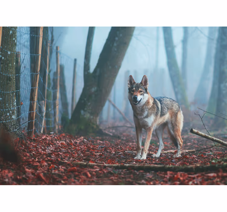 Wolf in misty forest fototapete z živalmi - TenStickers