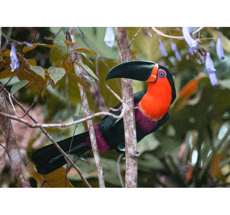 Colorful toucan display fototapete z živalmi - TenStickers