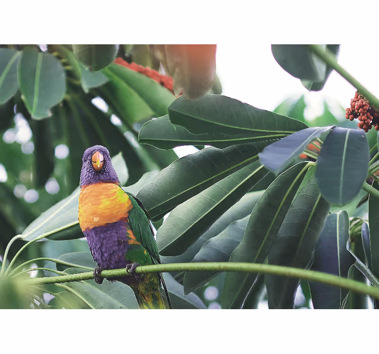Colorful parrot perched fototapete z živalmi - TenStickers