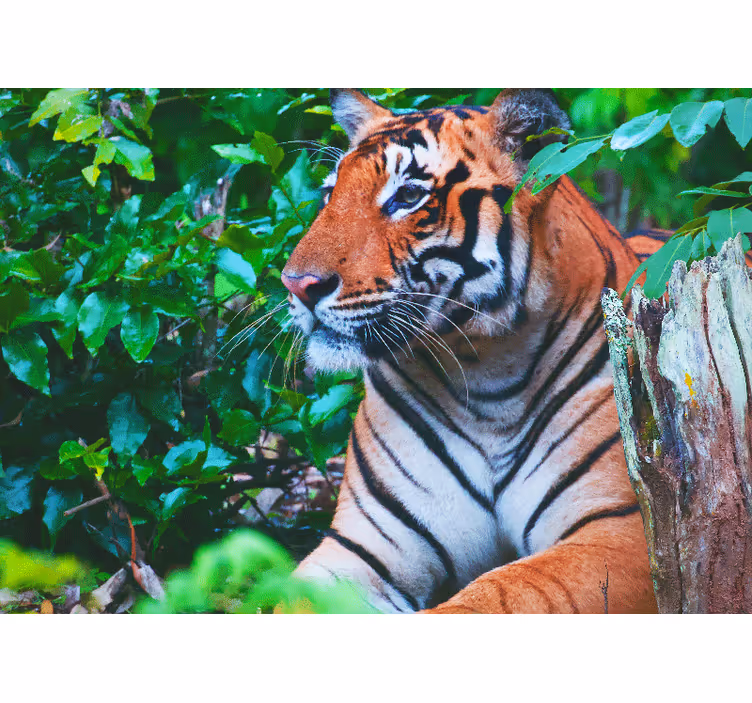 Tapeta džungle sijajen tiger v pogledu - TenStickers