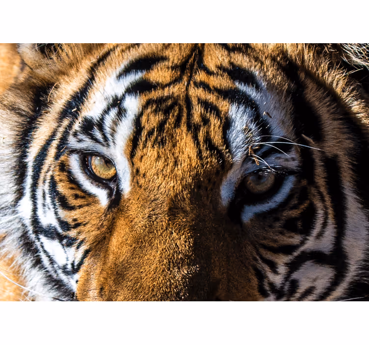 Magnificent tiger close-up fototapete z živalmi - TenStickers