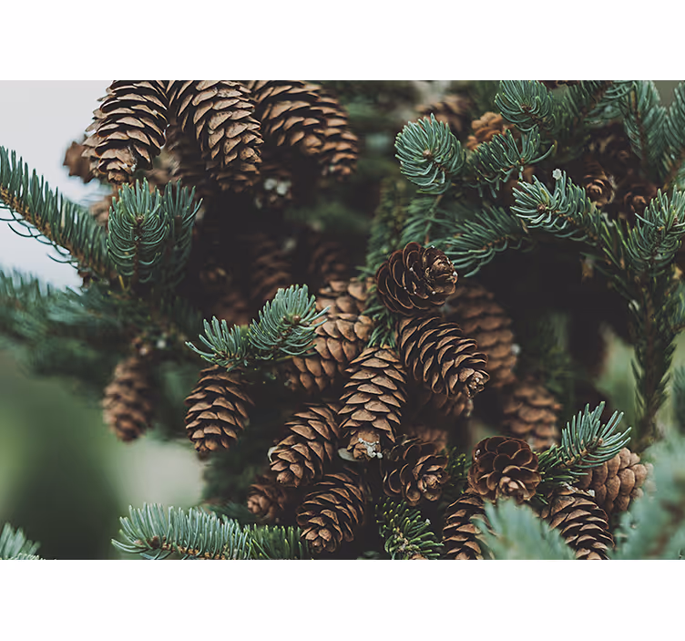 Pine cone cluster fototapetai dreves - TenStickers