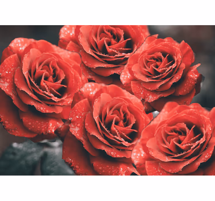Crimson rose blossoms fototapete cvetje - TenStickers