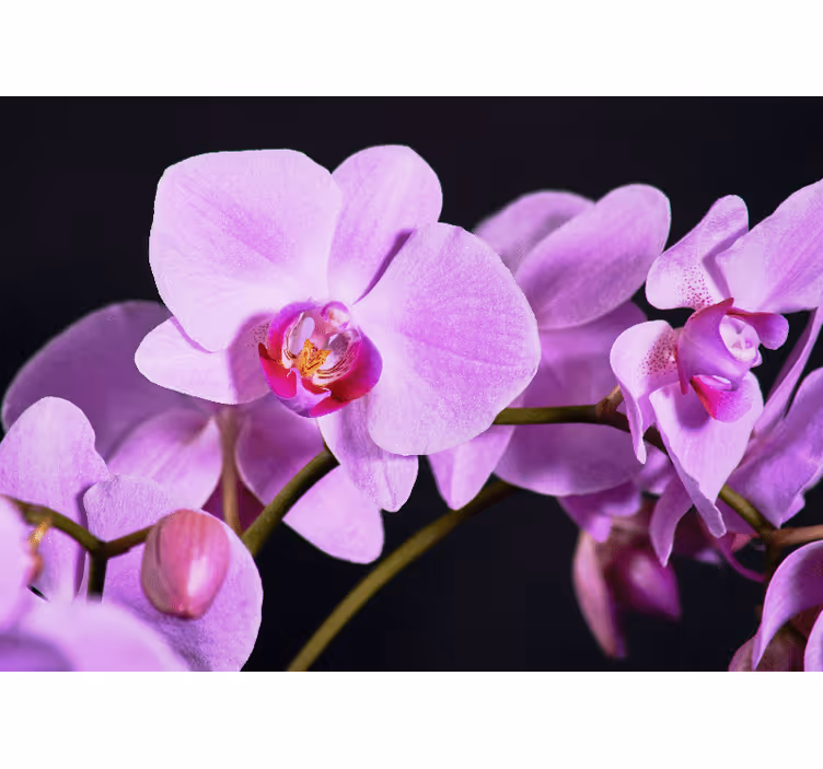 Graceful orchid blossoms fototapeta z orhidejami - TenStickers