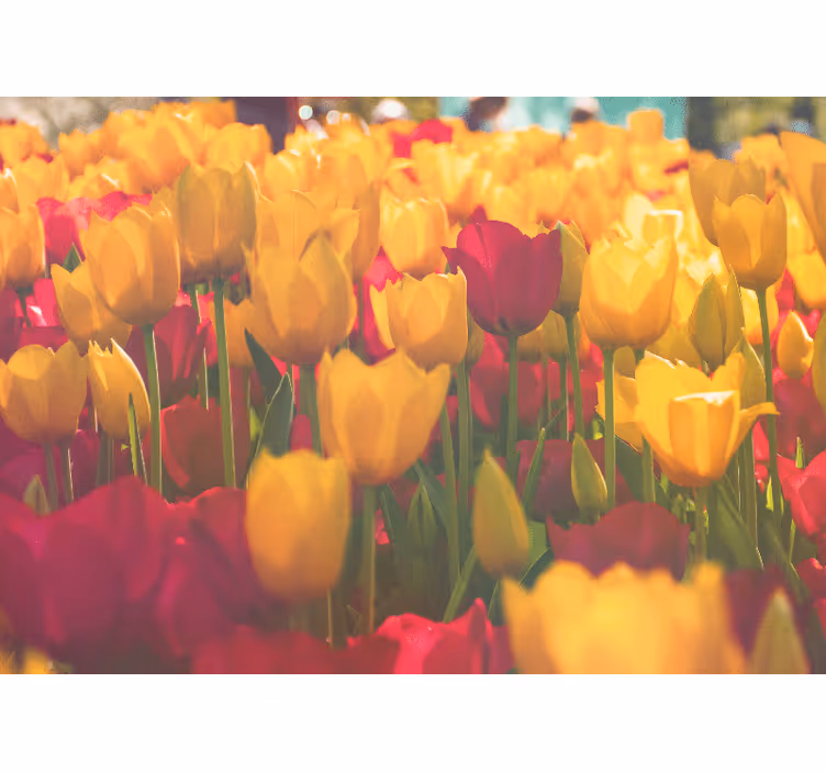 Tulip blossom fields fototapete cvetje - TenStickers