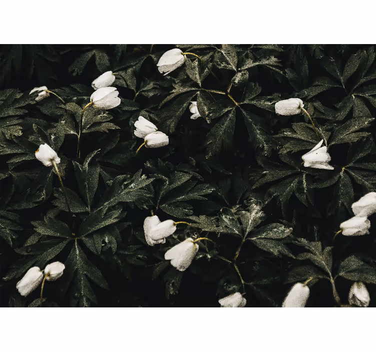 Gentle white flowers fototapete cvetje - TenStickers
