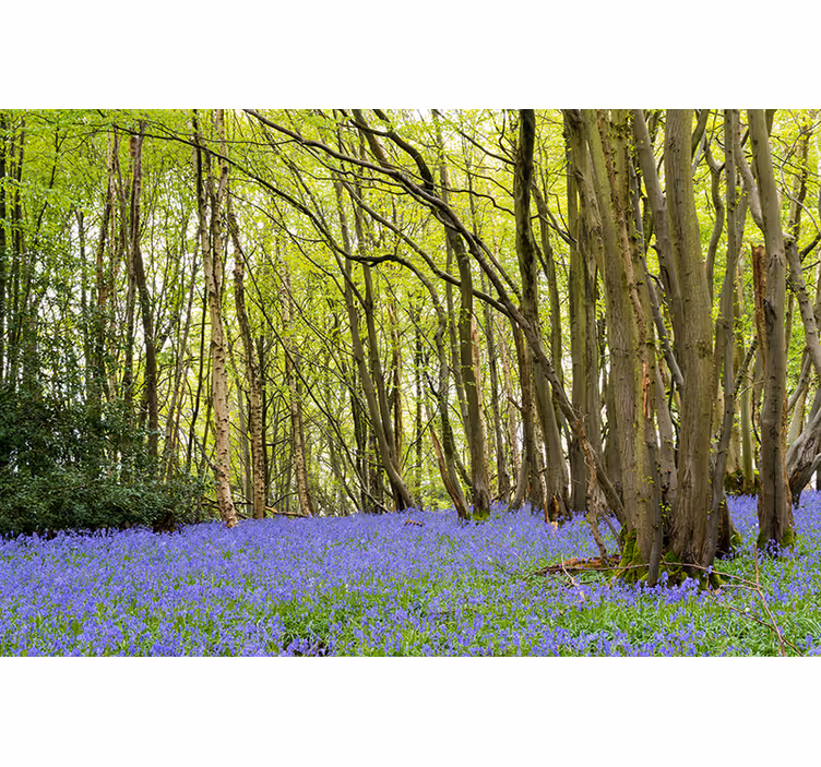 Vibrant green trees fototapeta gozd - TenStickers