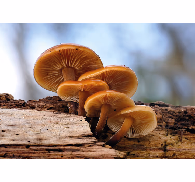 Mushroom cluster fototapete cvetje - TenStickers