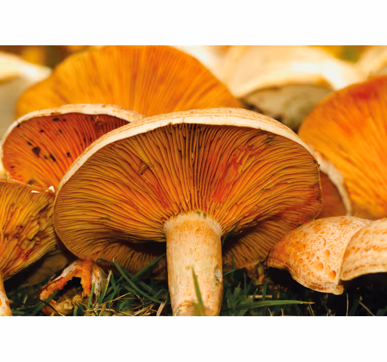 Mushroom forest scene fototapete s cvetjem - TenStickers