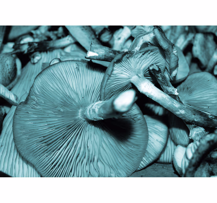 Mushroom bunch fototapete narava - TenStickers