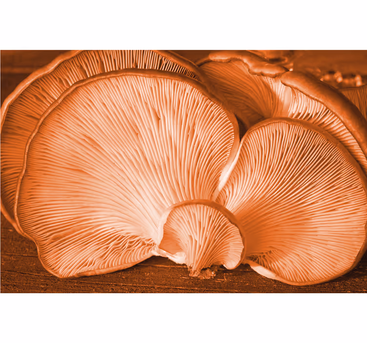 Mushroom texture display fototapete cvetje - TenStickers
