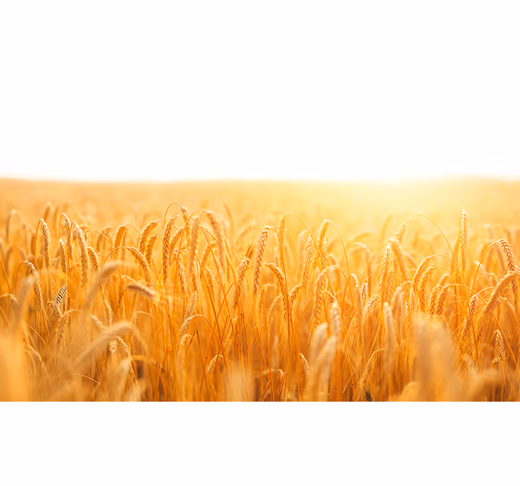 Golden grain meadow fototapete narava - TenStickers