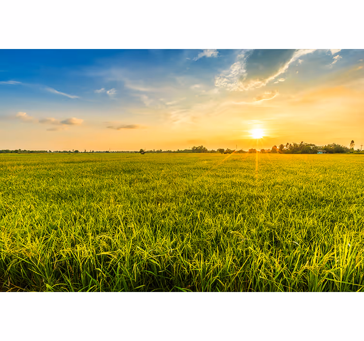 Sunset over greenfields stenske poslikave - TenStickers
