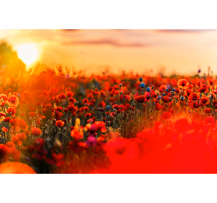Spring field in sunset fototapeta z makovimi cvetovi - TenStickers