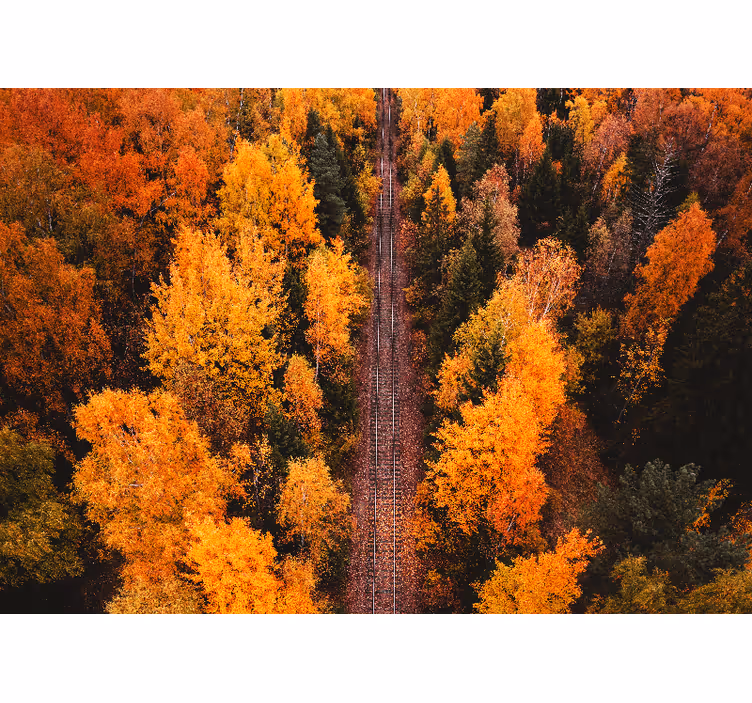 Autumn woodland trail stenske poslikave - TenStickers