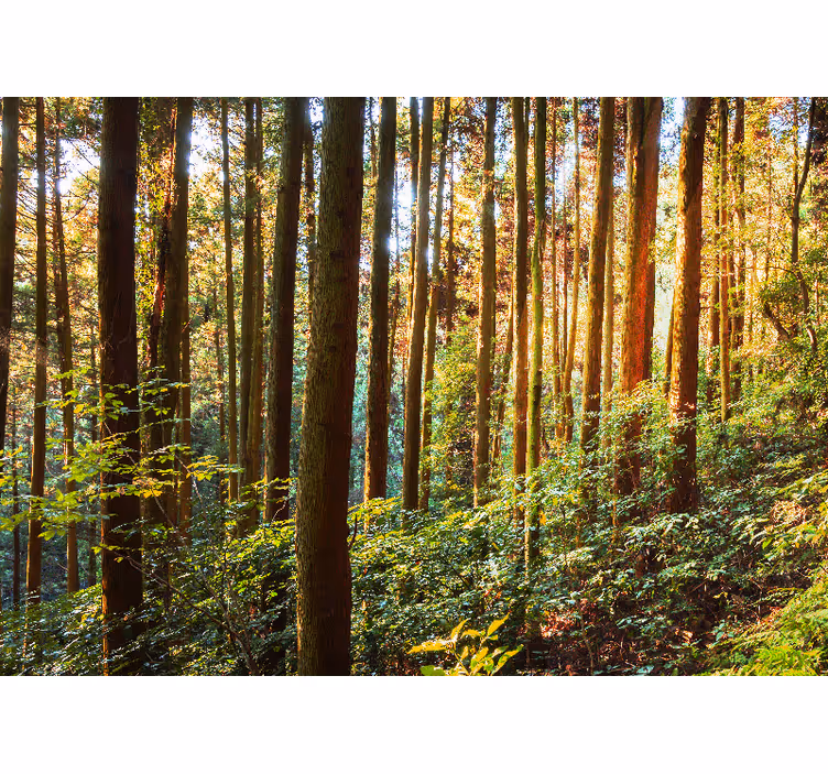 Lush green forest fototapeta gozd - TenStickers