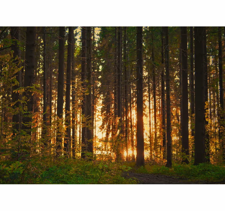 Sunset tree silhouettes fototapeta gozd - TenStickers