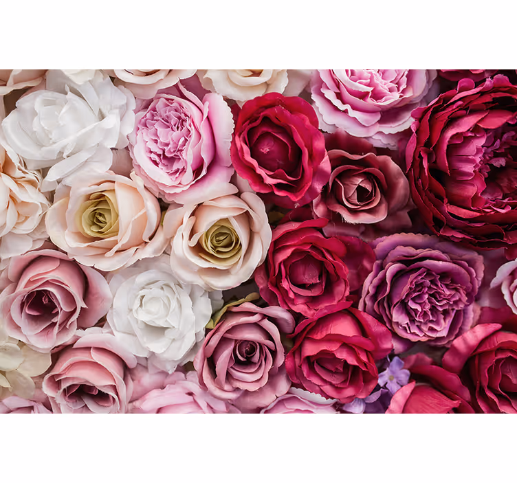 Beautiful rose collection fototapete z rožami - TenStickers