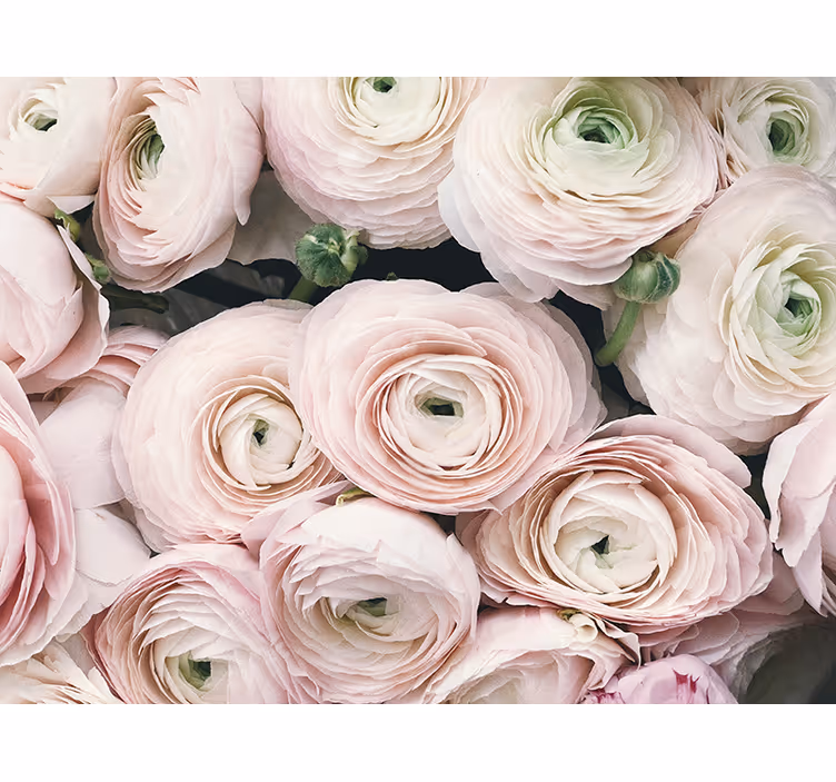 Delicate ranunculus blooms fototapete cvetje - TenStickers