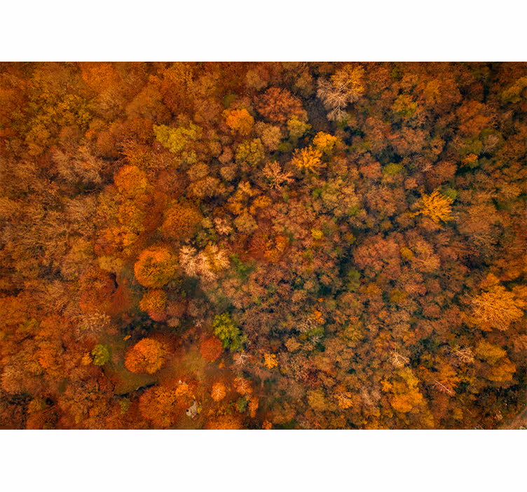 Autumn canopy view fototapete narava - TenStickers