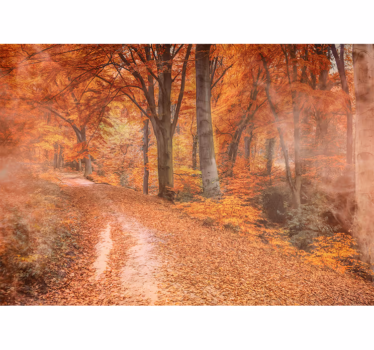 Autumn trail path fototapete narava - TenStickers