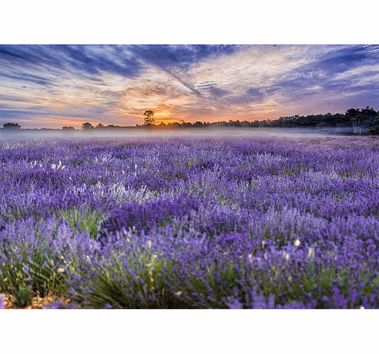 Lavender field twilight fototapete cvetje - TenStickers
