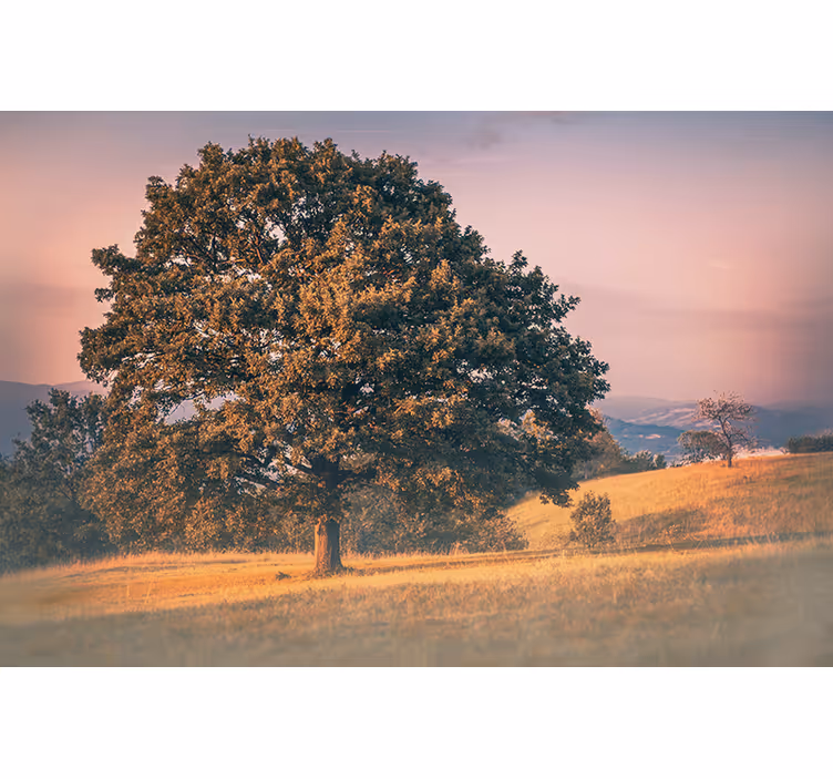 Grand oak tree fototapete narava - TenStickers