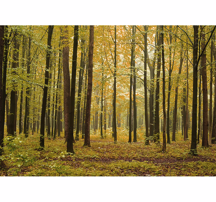 Jesenska gozdna pokrajina fototapeta - TenStickers