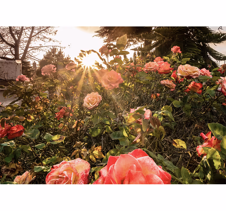 Sunlit rose garden fototapete s cvetjem - TenStickers