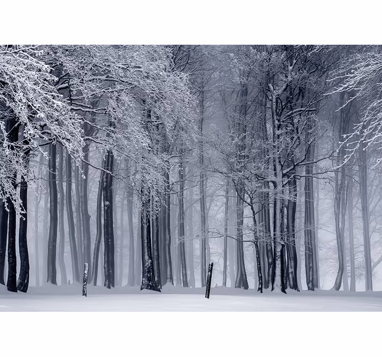 Zasnežena drevesna pokrajina Fototapeta Gozd - TenStickers