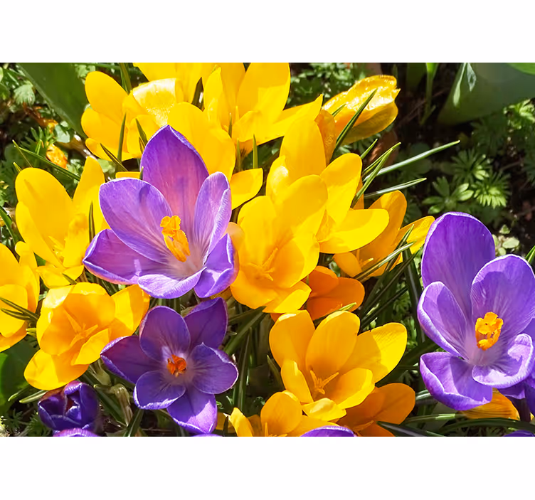 Colorful crocus blooms fototapete cvetje - TenStickers