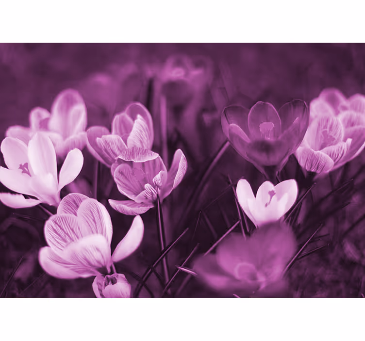 Delicate floral blossom fototapeta z makovimi cvetovi - TenStickers